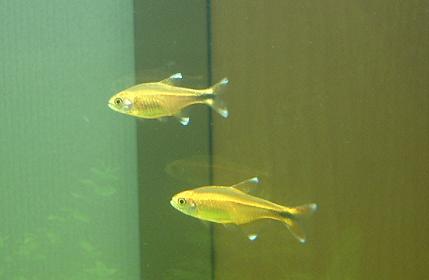 産卵 ハセマニア サチポックの熱帯魚水槽情報記