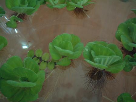 最初の水草 というか浮き草 ウォーターレタス サチポックの熱帯魚水槽情報記